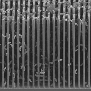 nanowirex299 