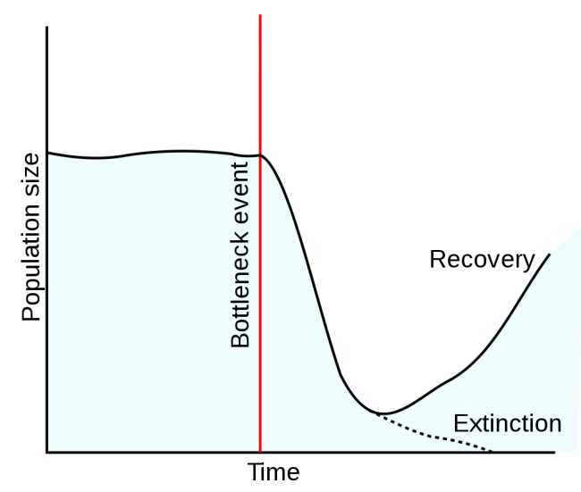 1000px-Population_bottleneck.svg