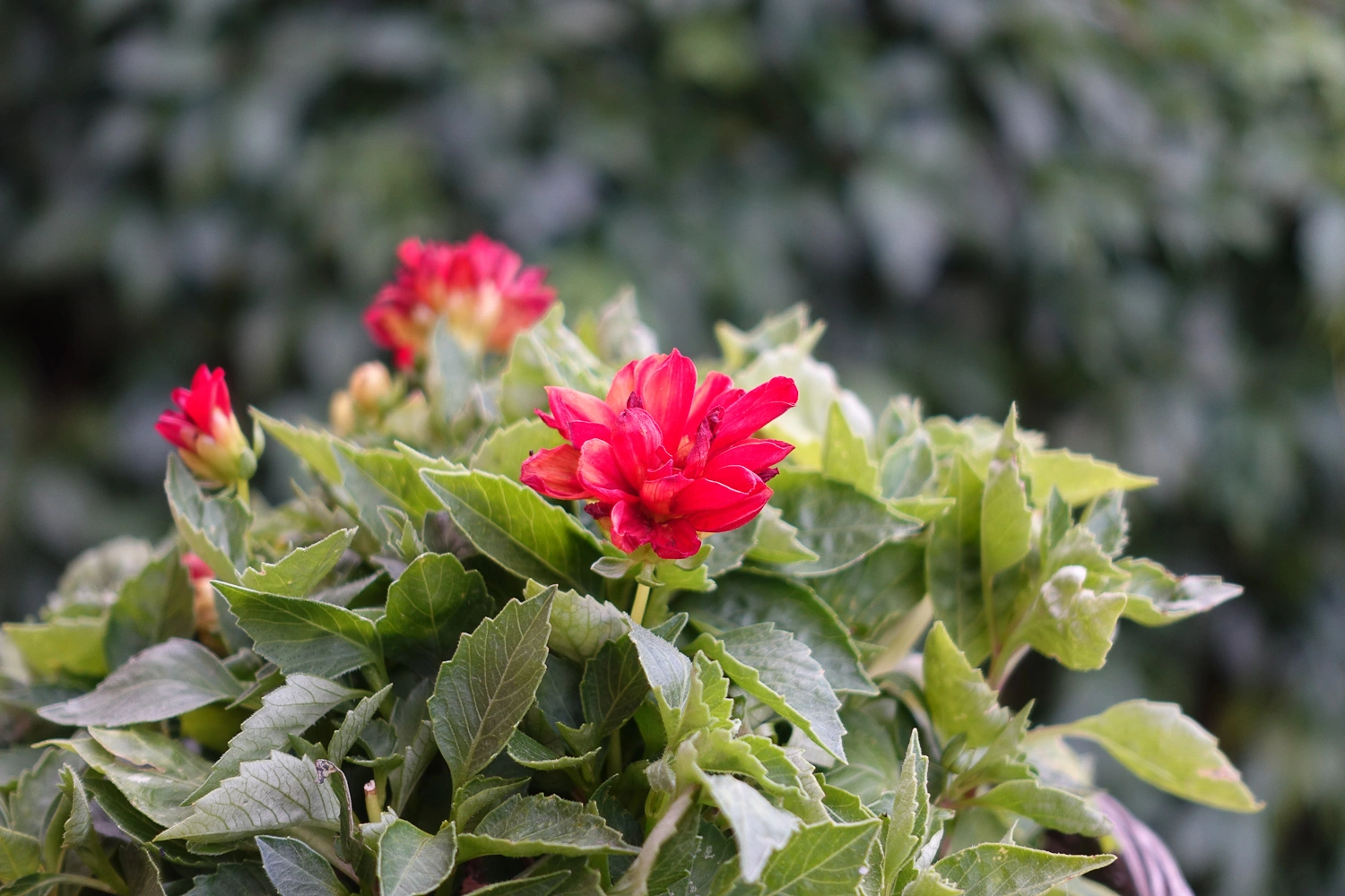 24mm f/1.8