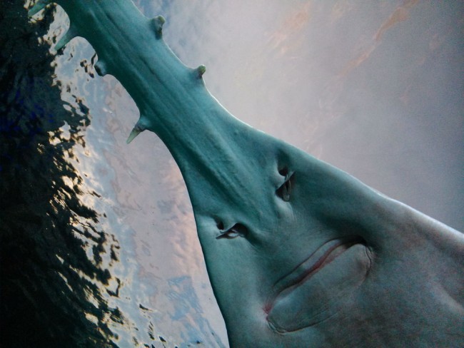 national-geographic-008
