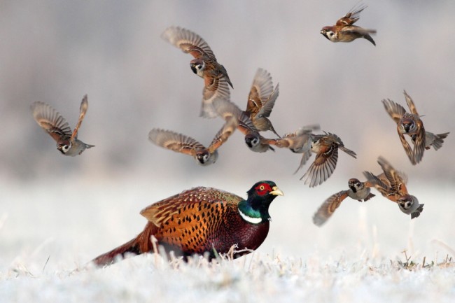 national-geographic-018