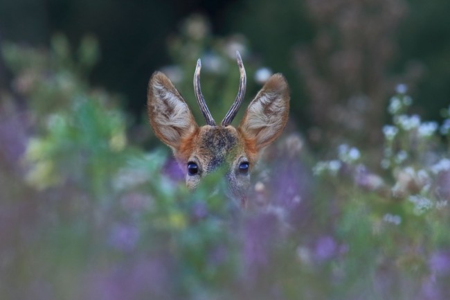 national-geographic-023