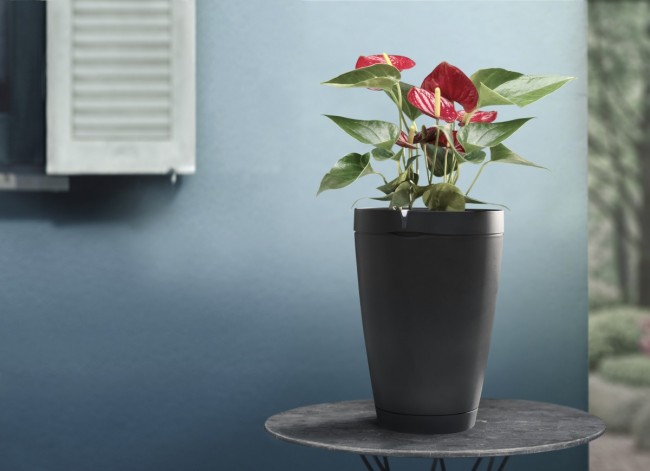 ParrotPOT