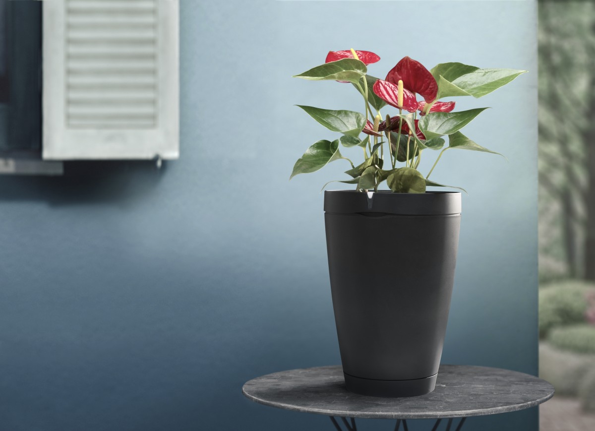 ParrotPOT class="wp-image-458539" 
