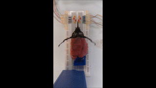 hybryda owad robot (5) class="wp-image-490228"