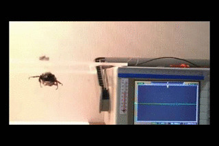 hybryda owad robot (6) class="wp-image-490230"