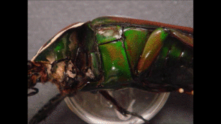 hybryda owad robot class="wp-image-490225"