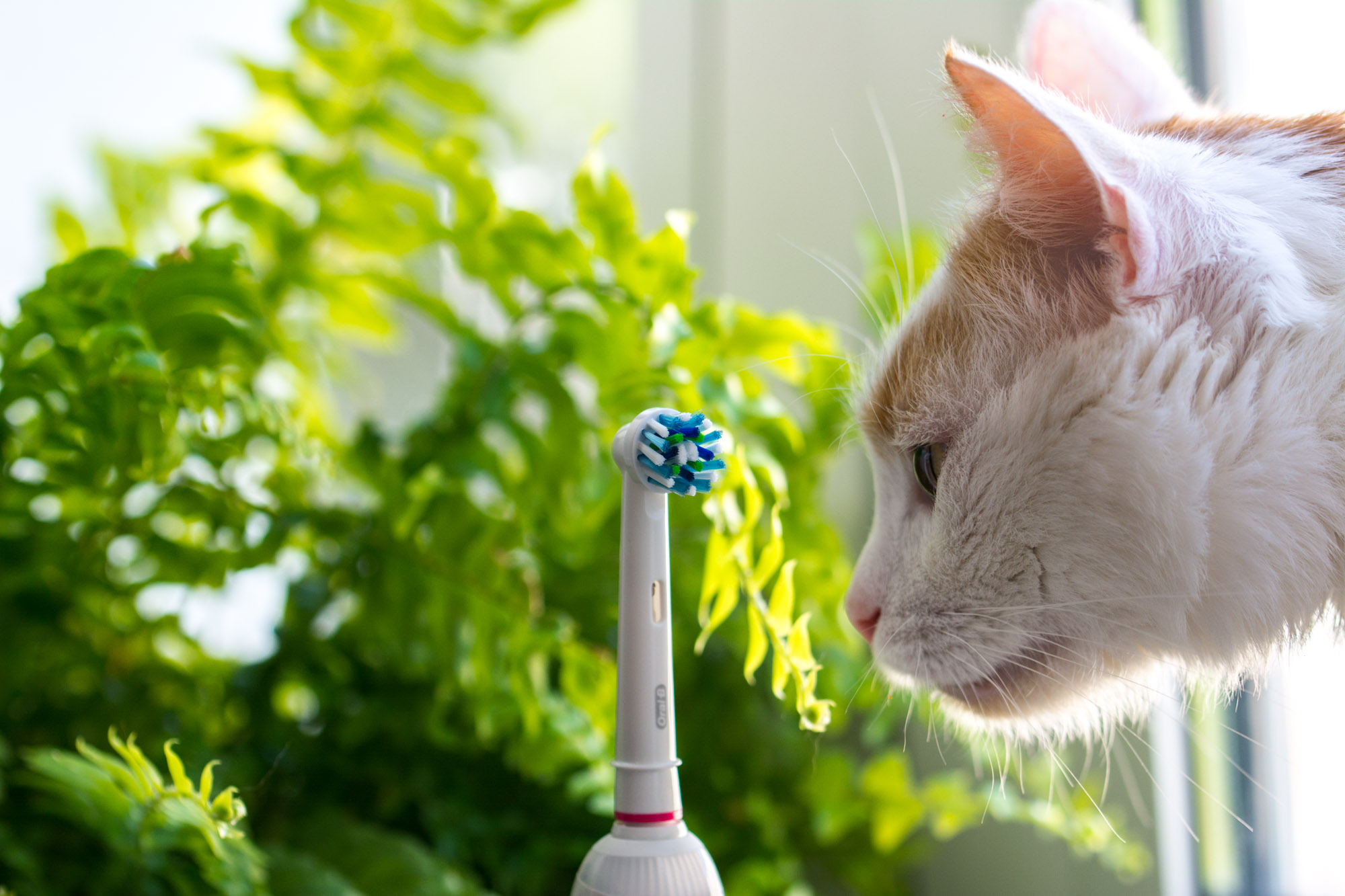 Oral-B-Genius-wrazenia-8 class="wp-image-503732" 