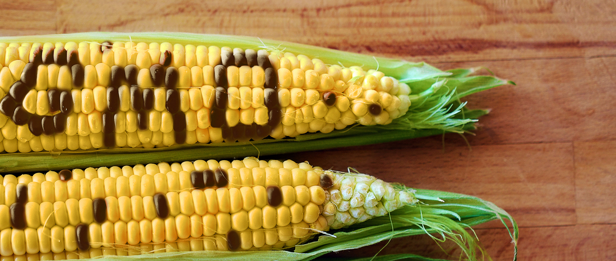 Przeciwnicy GMO są jak antyszczepionkowcy