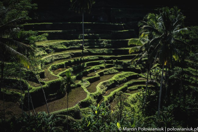 bali-marcin-polowianiuk-4-of-6 class="wp-image-519167" 