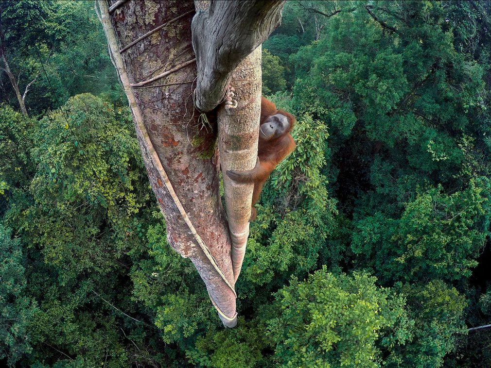 wildlife-photographer-of-the-year-01 class="wp-image-522797" 