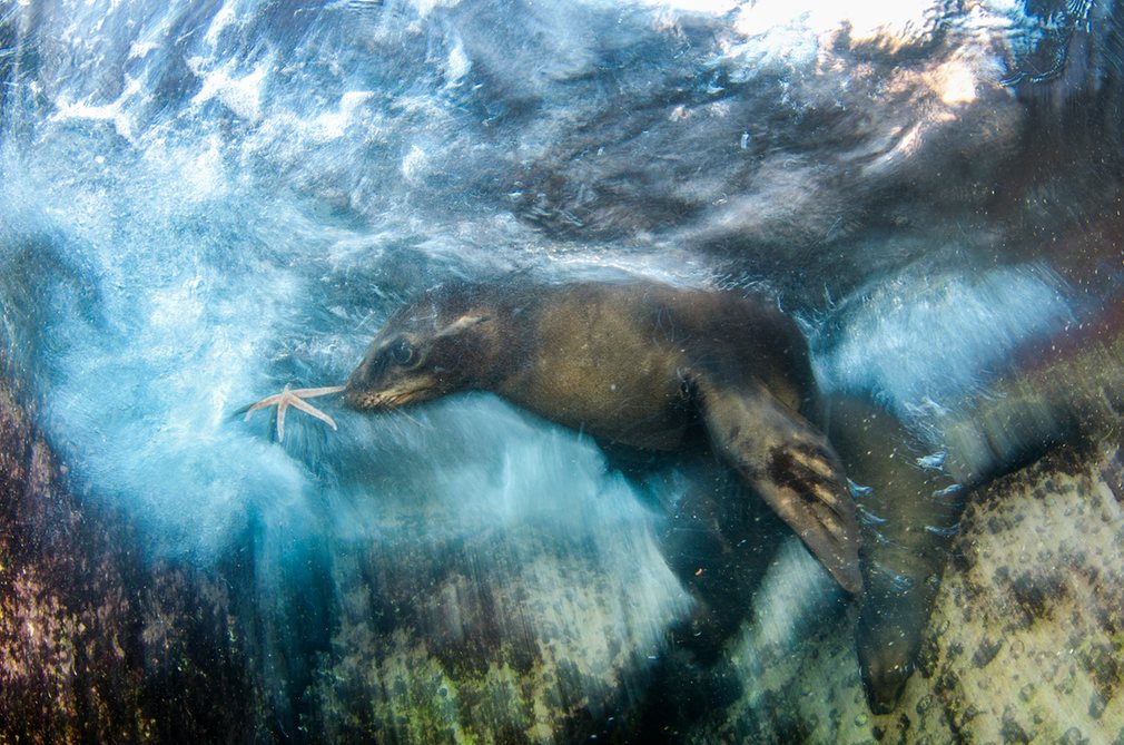 wildlife-photographer-of-the-year-02 class="wp-image-522798" 