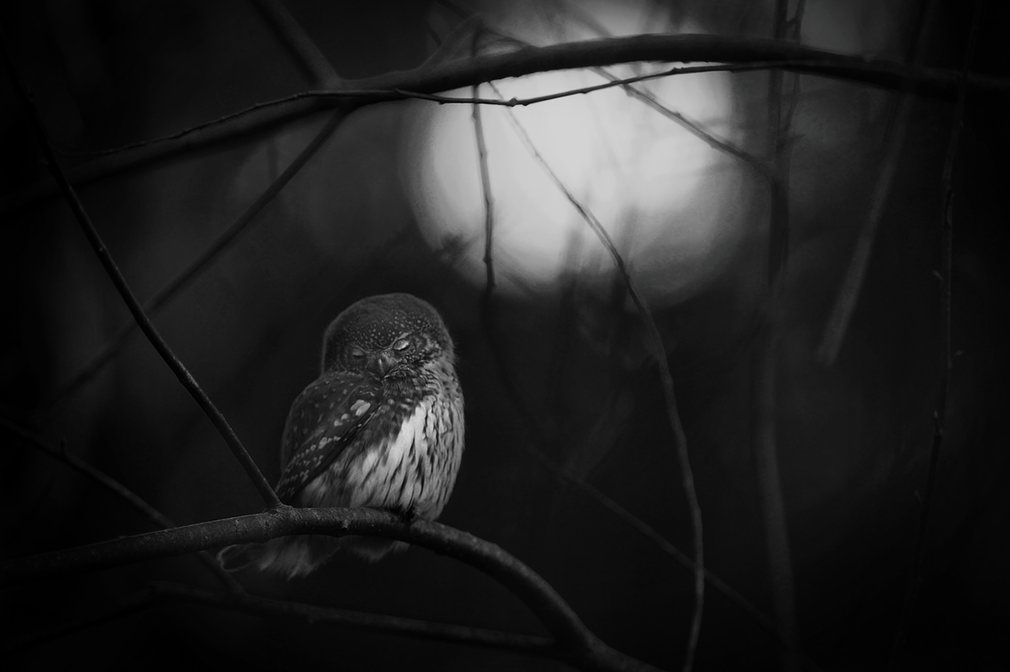 wildlife-photographer-of-the-year-03 class="wp-image-522799" 