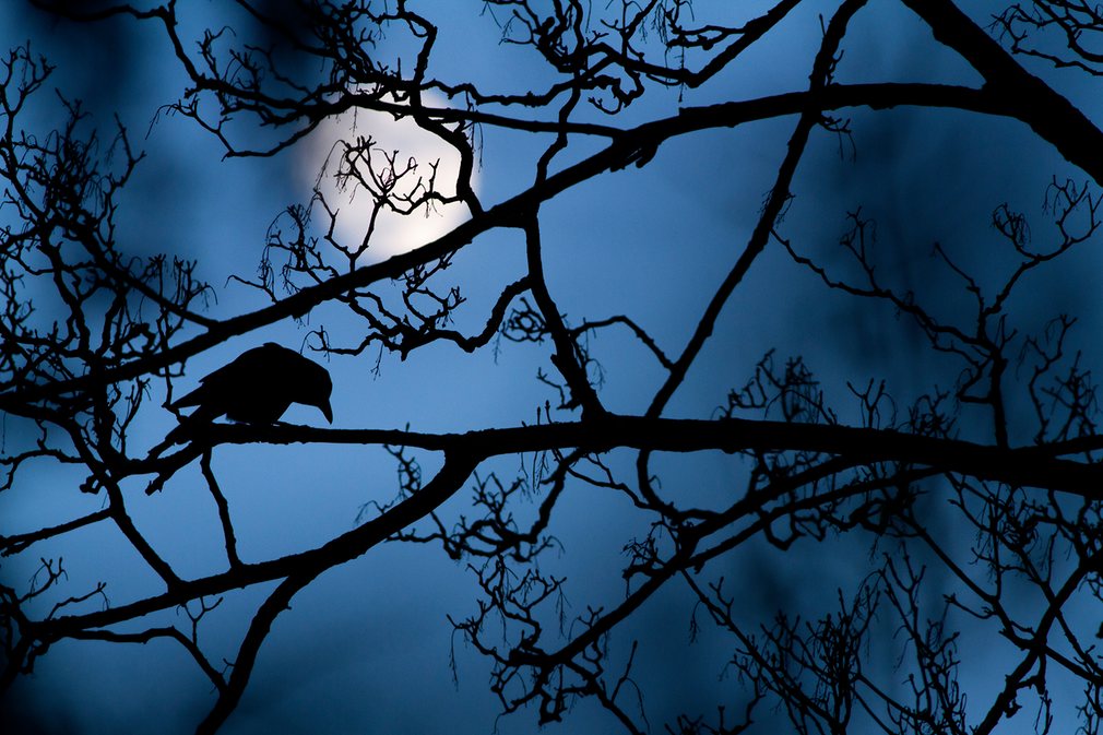 wildlife-photographer-of-the-year-08 class="wp-image-522804" 