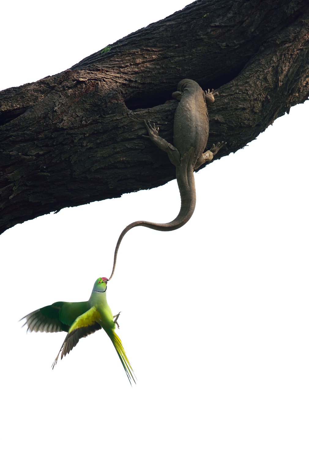wildlife-photographer-of-the-year-10 class="wp-image-522805" 