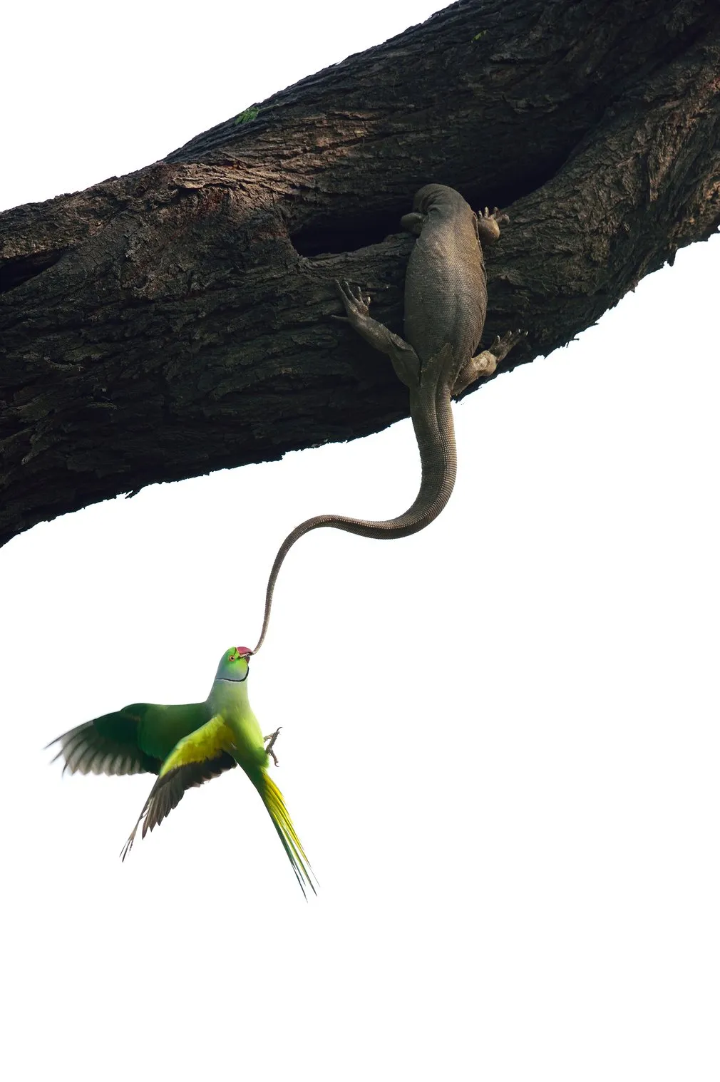 wildlife-photographer-of-the-year-10 class="wp-image-522805" 