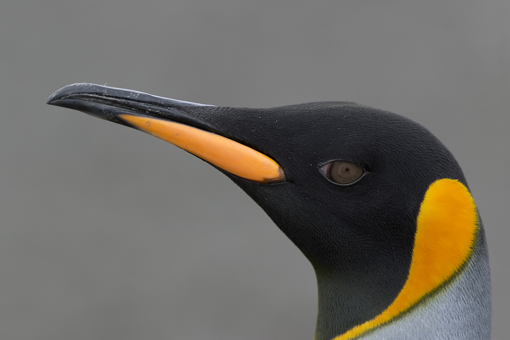 Duch Ballmera już nie straszy: Microsoft dołączył do Linux Foundation