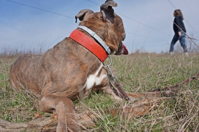 pies-amstaff class="wp-image-527118" 