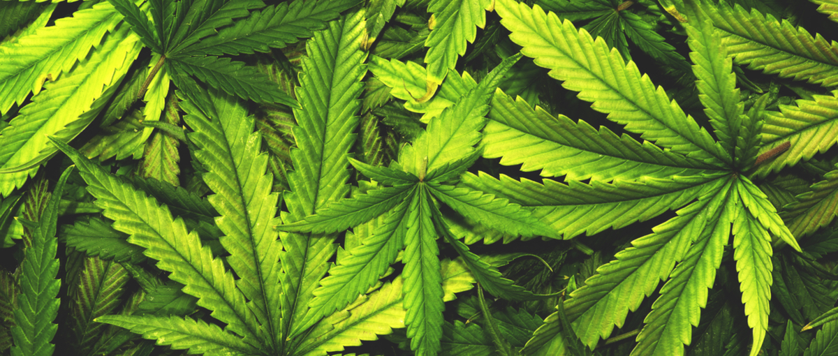 marihuana medyczna - Olej CBD