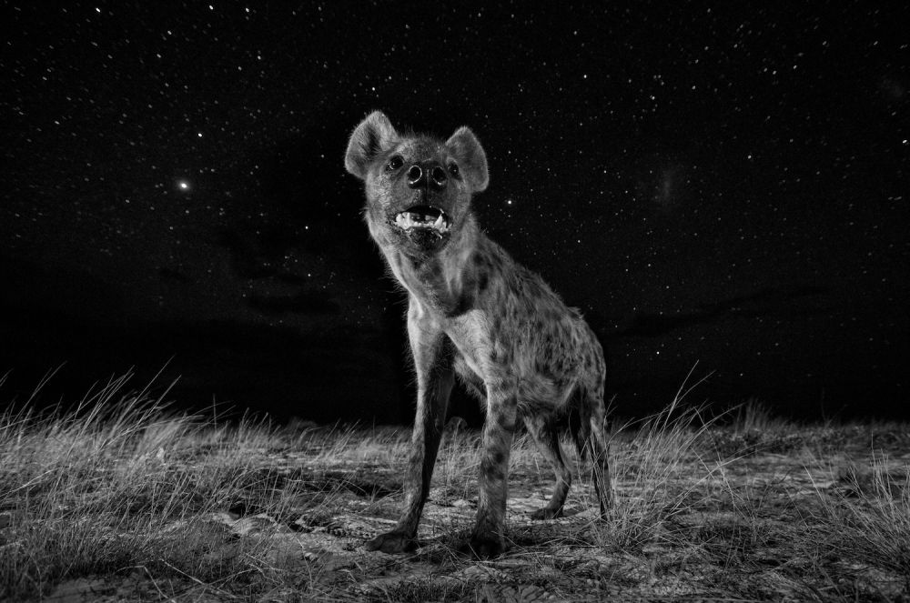 Sony World Photography Awards 2017 class="wp-image-559381" 