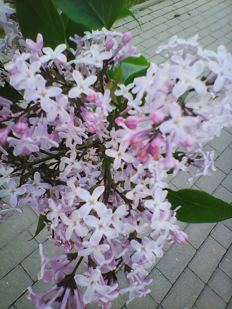 Nokia 3310 test aparatu class="wp-image-565797" 