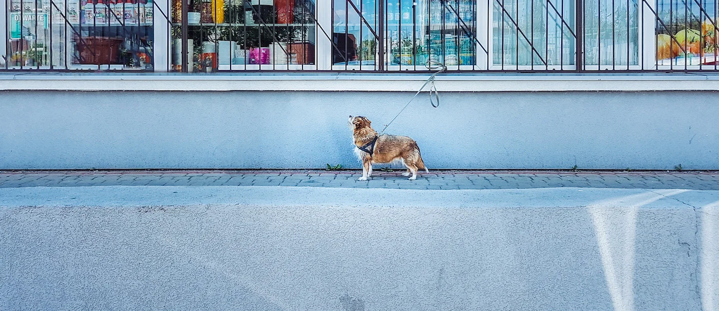 tookapic, samsung galaxy a5 2017, złapane smartfonem