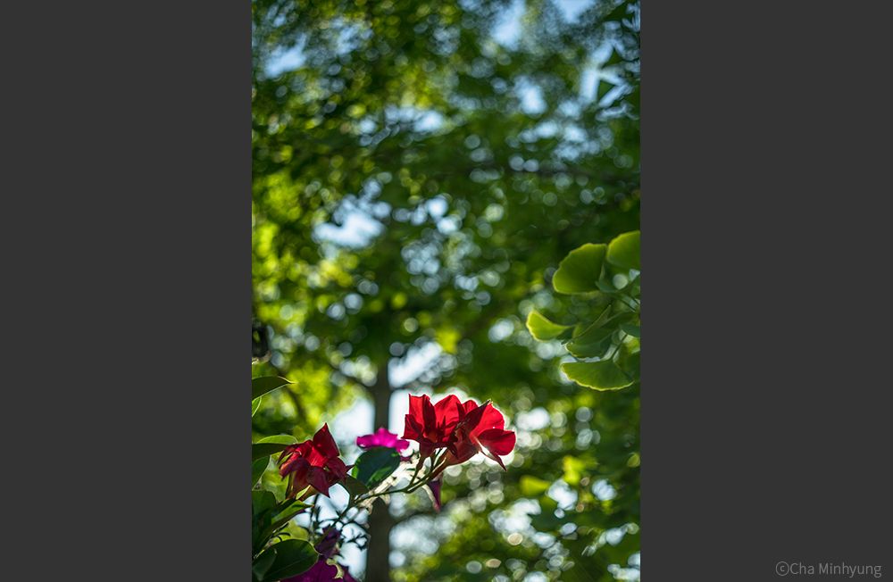Samyang AF 35mm f/2.8 FE class="wp-image-569699" 