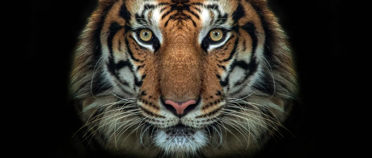 Poleciały głowy. Agencja odpowiedzialna za wpadkę Tigera straciła kontrakt