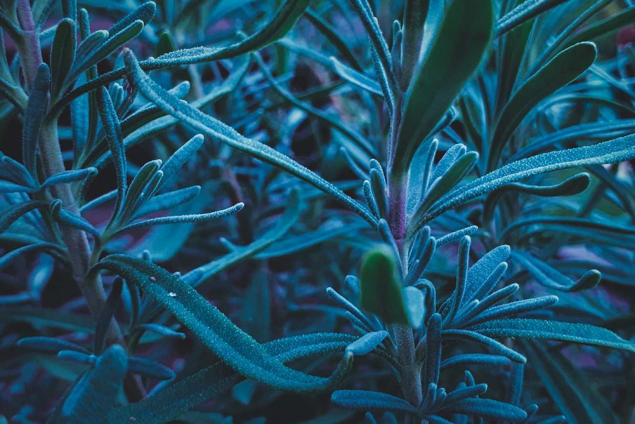 tookapic, samsung galaxy a5 2017, złapane smartfonem