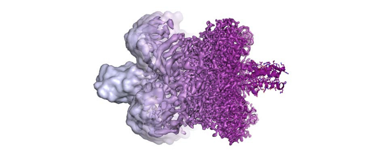 Nobel z chemii dla trzech twórców mikroskopii krioelektronowe