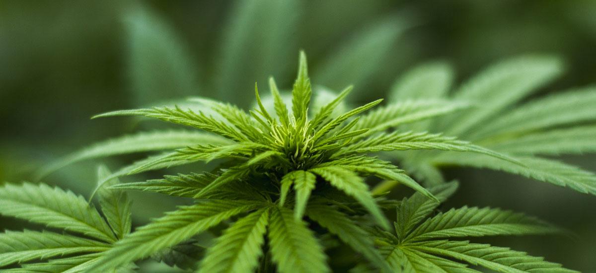 medyczna marihuana ustawa