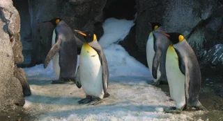 linux