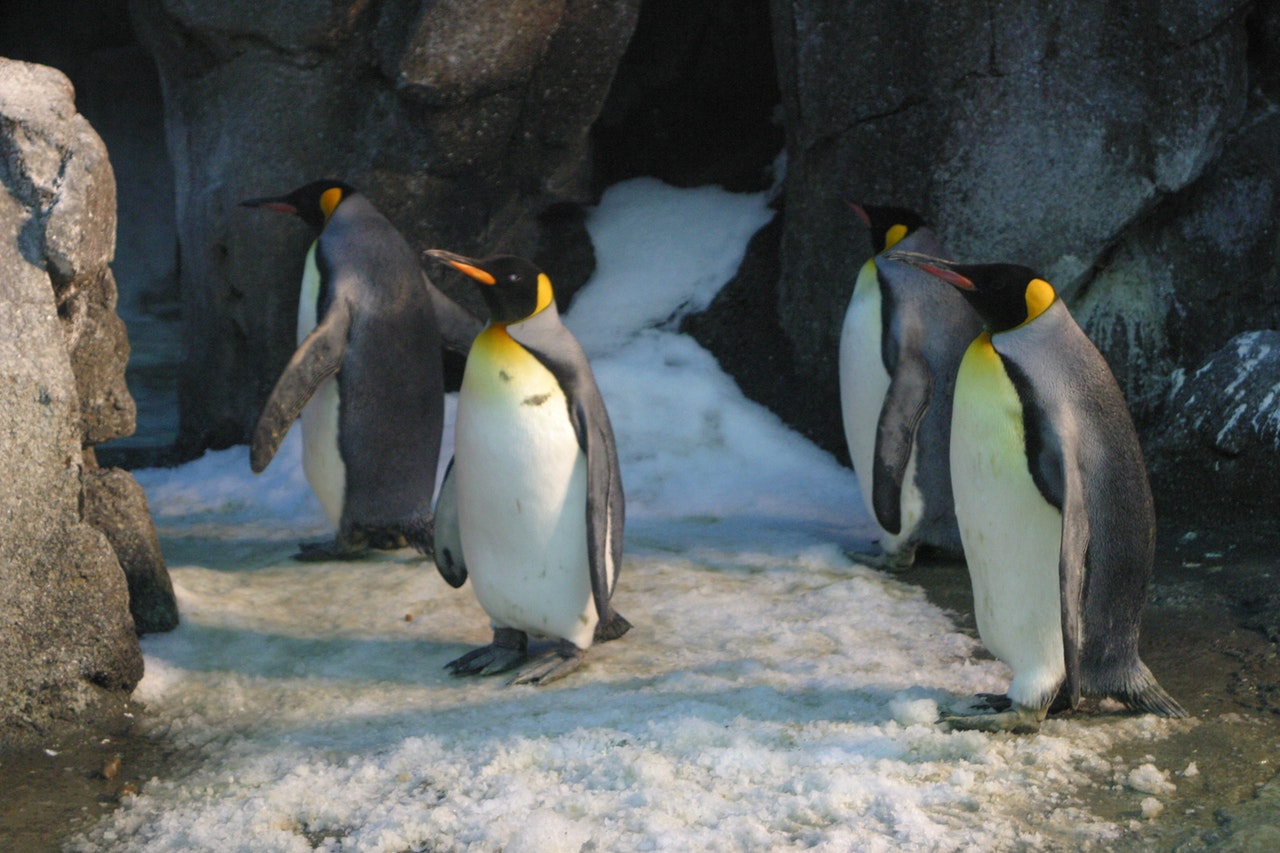 linux