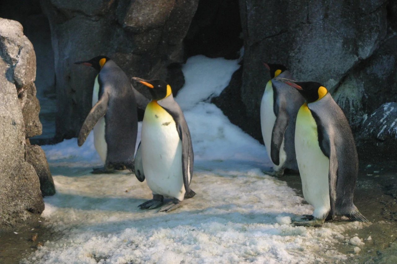 linux
