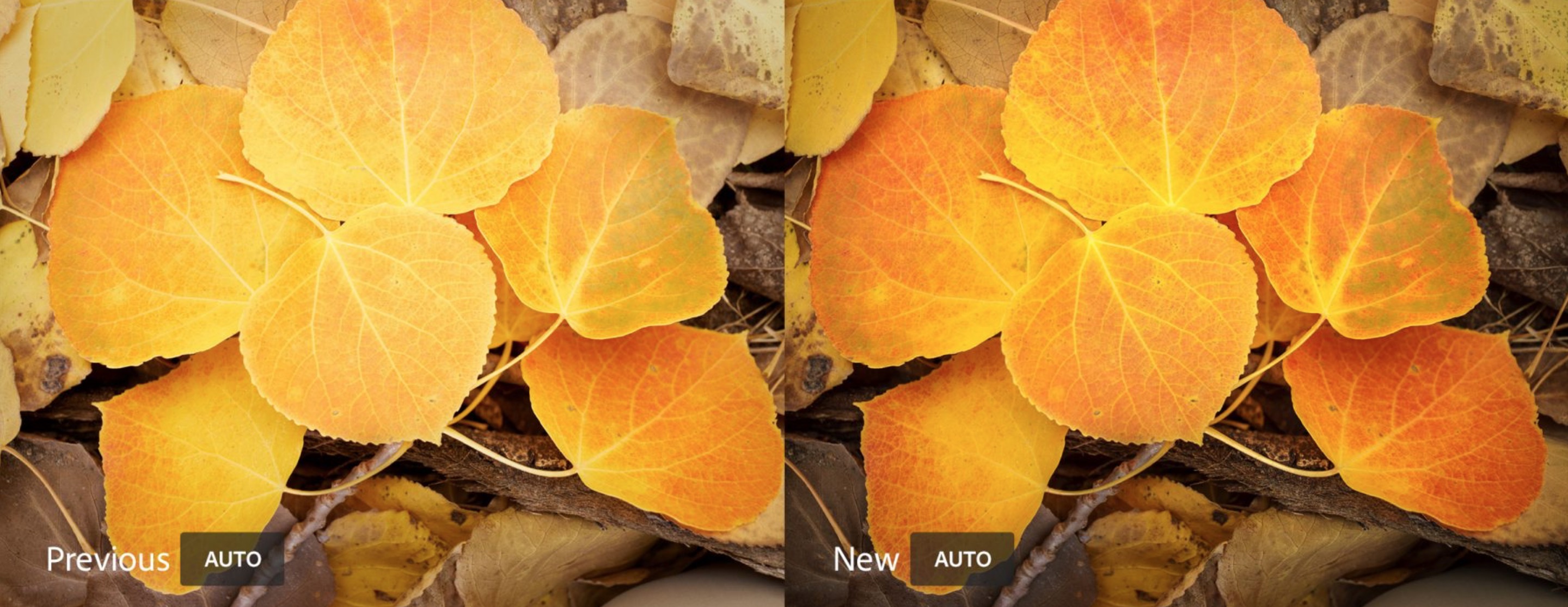adobe lightroom cc sztuczna inteligencja