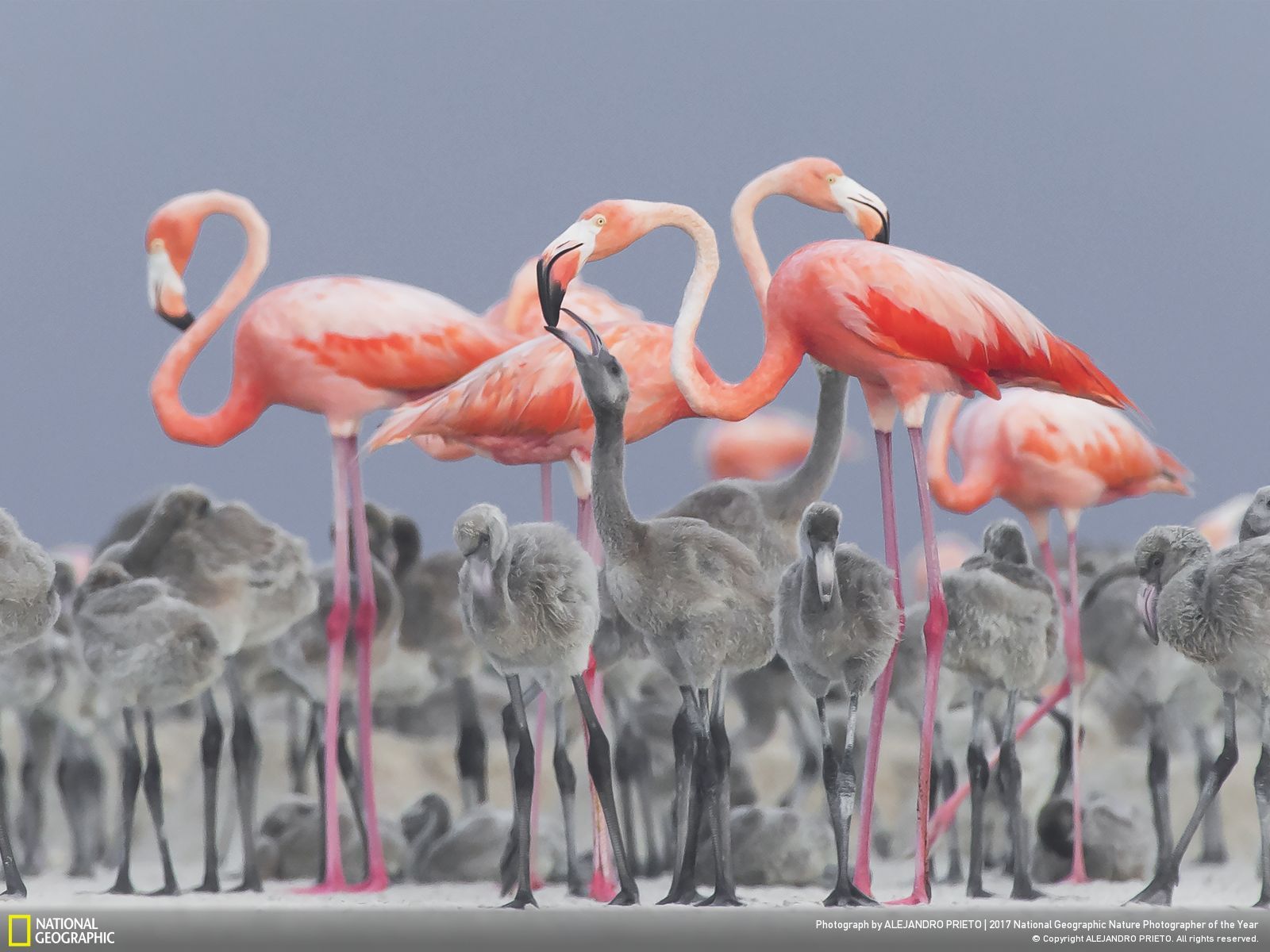 national geographic najlepsze zdjęcia roku 2017 class="wp-image-646275" 