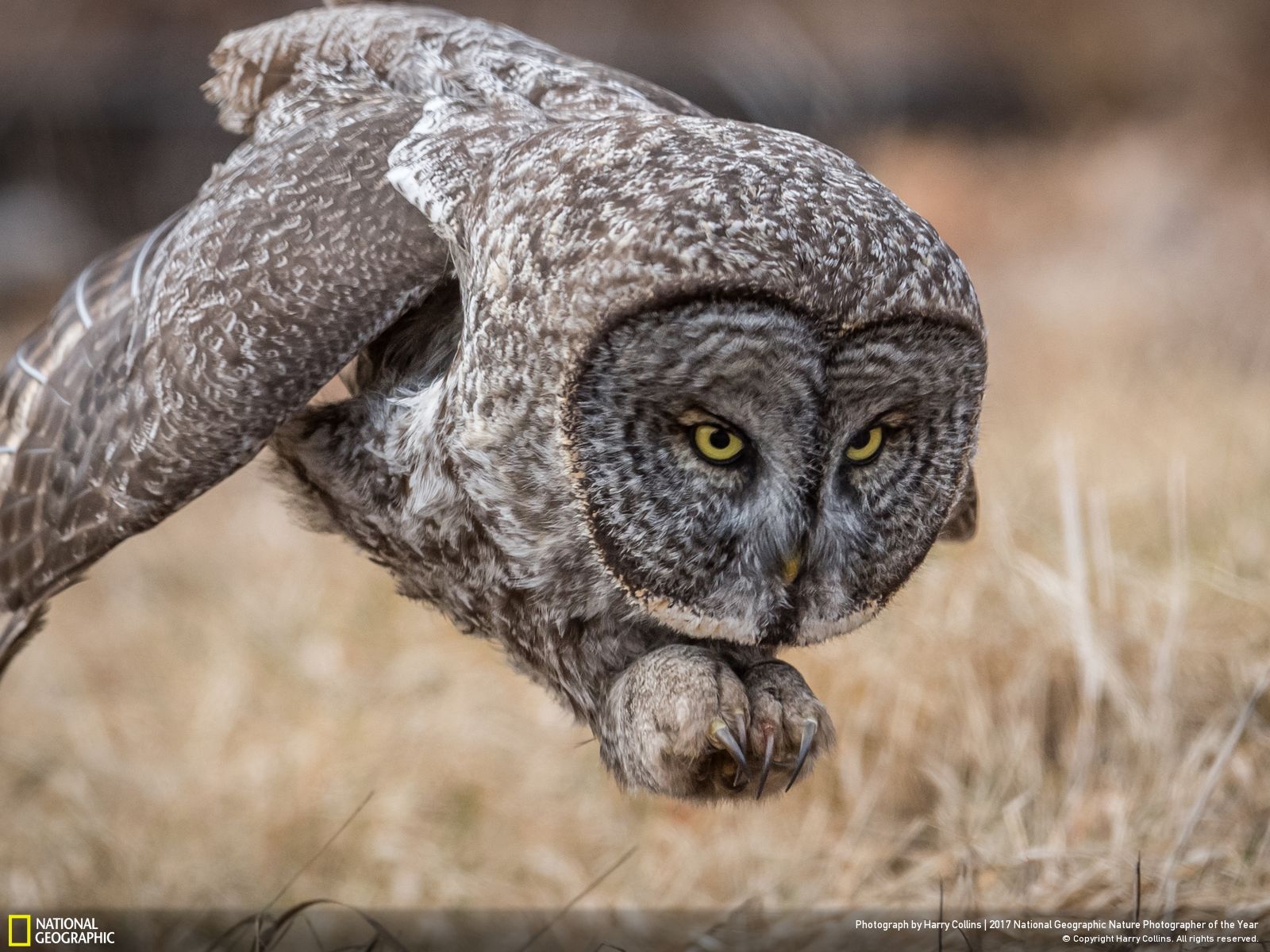 national geographic najlepsze zdjęcia roku 2017 class="wp-image-646278" 