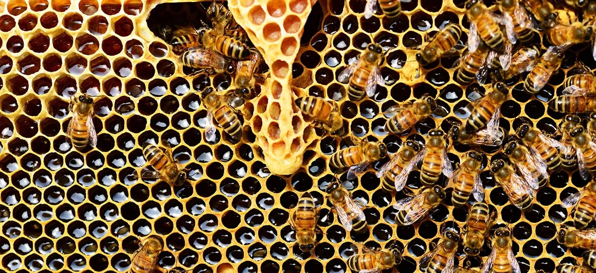 ziBees