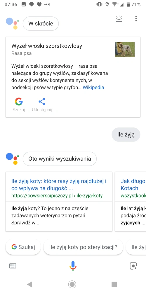 Co potrafi Asystent Google po polsku? class="wp-image-814247"