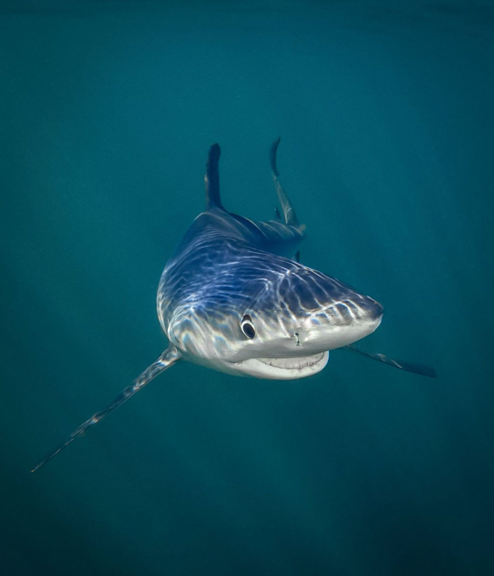 Comedy Wildlife Photography Awards wyniki class="wp-image-841469"
