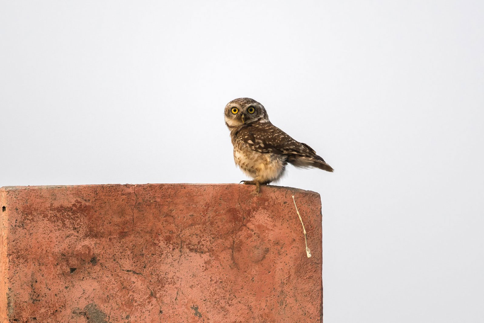 2018 Comedy Wildlife Photography Awards - wyniki class="wp-image-841472"