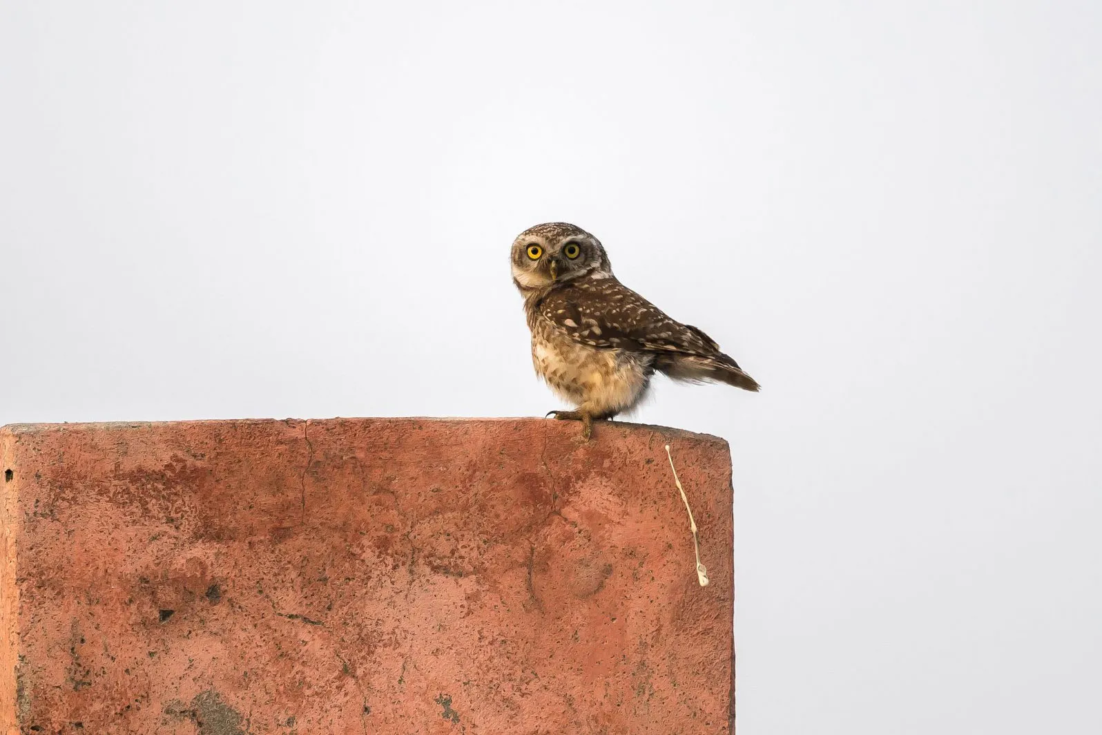 2018 Comedy Wildlife Photography Awards - wyniki class="wp-image-841472"
