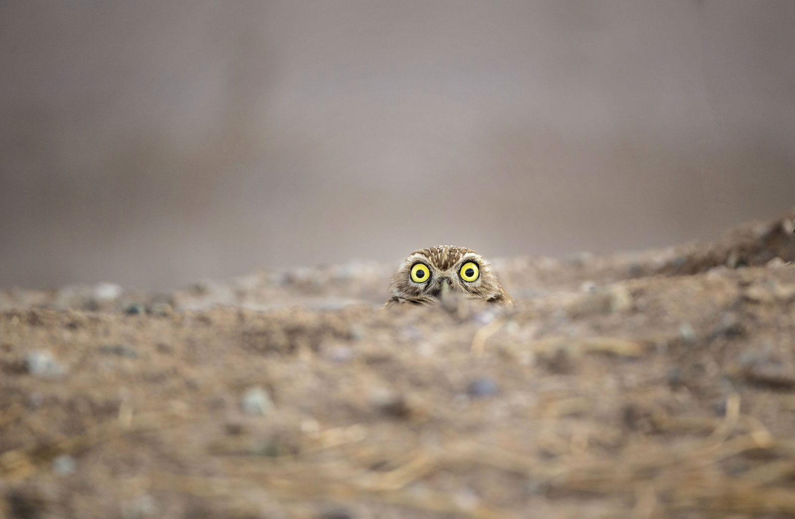 2018 Comedy Wildlife Photography Awards - wyniki class="wp-image-841475"
