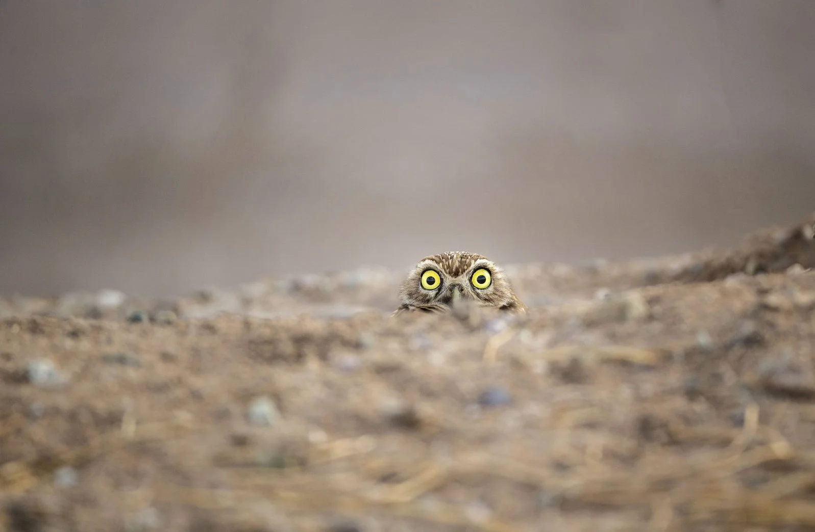 2018 Comedy Wildlife Photography Awards - wyniki class="wp-image-841475"