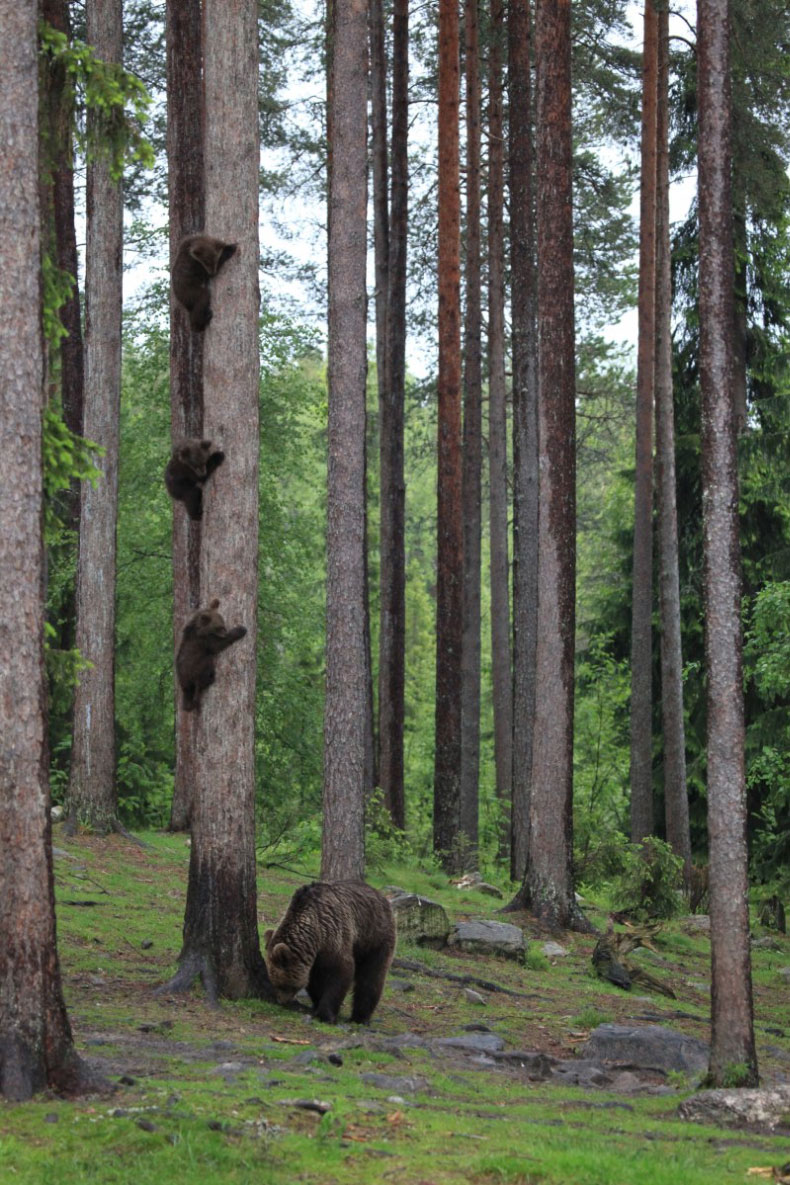 2018 Comedy Wildlife Photography Awards - wyniki class="wp-image-841481"