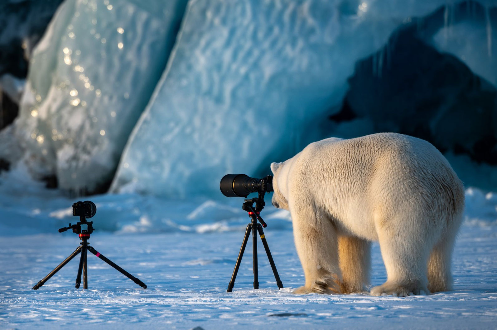 2018 Comedy Wildlife Photography Awards - wyniki class="wp-image-841487"