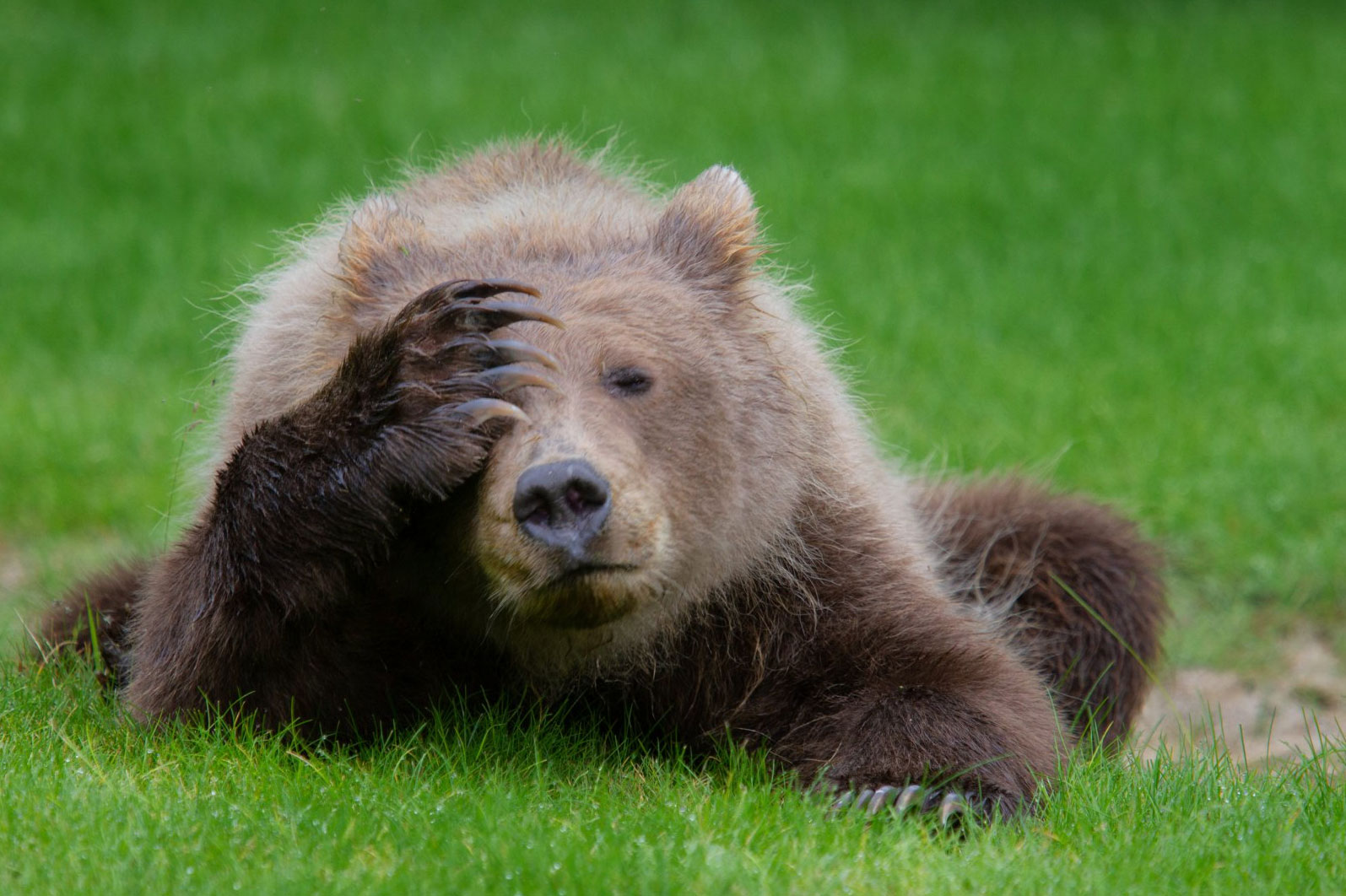 2018 Comedy Wildlife Photography Awards - wyniki class="wp-image-841490"