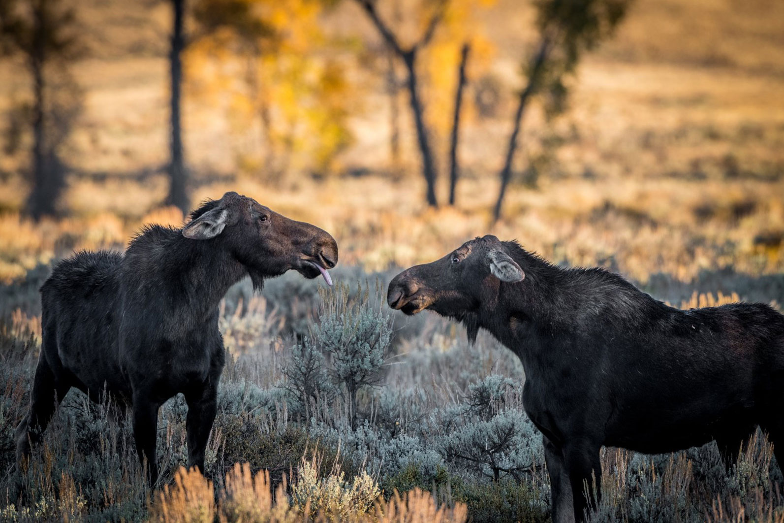 2018 Comedy Wildlife Photography Awards - wyniki class="wp-image-841496"