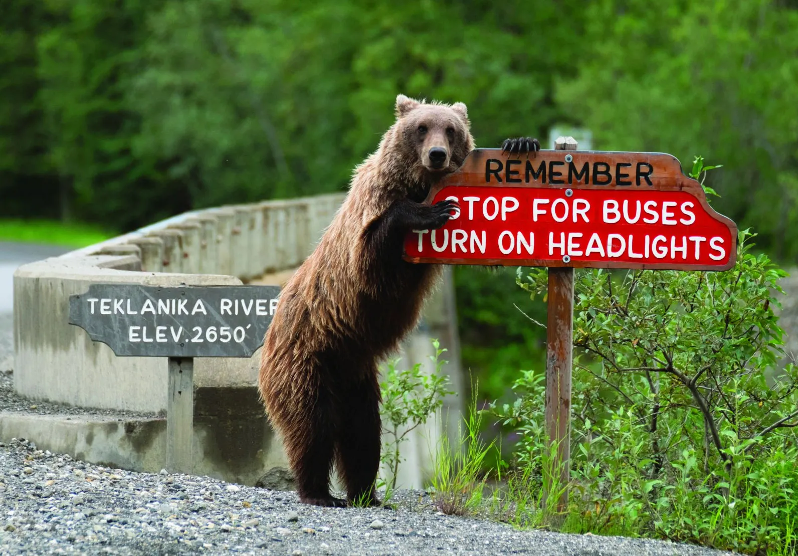 2018 Comedy Wildlife Photography Awards - wyniki class="wp-image-841499"