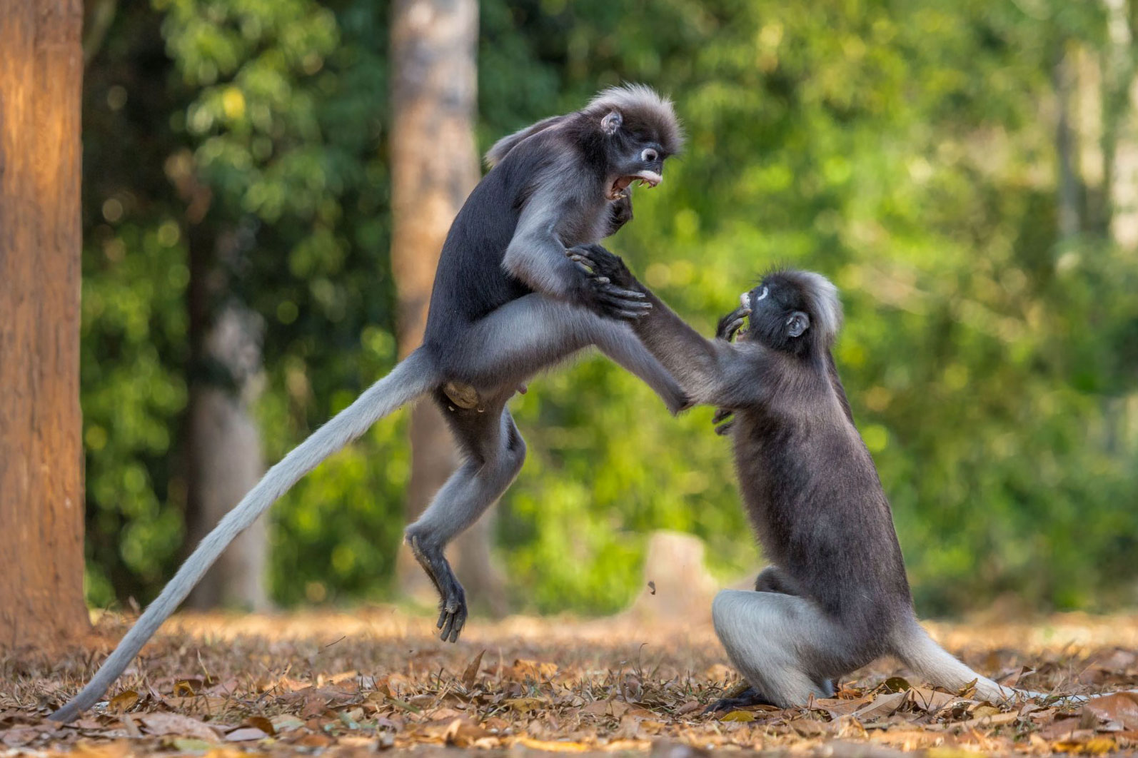 2018 Comedy Wildlife Photography Awards - wyniki class="wp-image-841502"